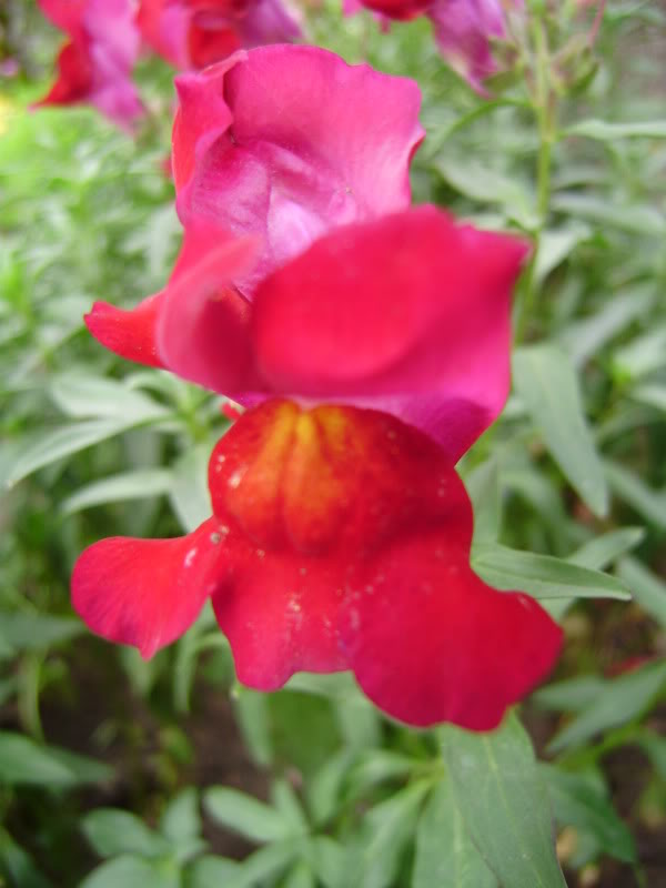 OLYMPUS DIGITAL CAMERA